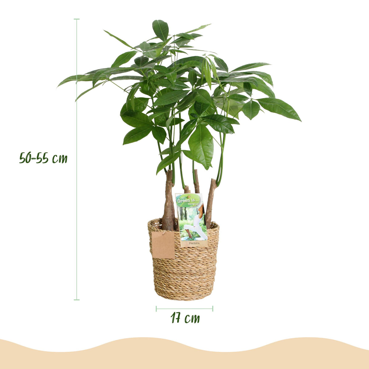 Pachira Aquatica multi stam met mand, groene bladeren