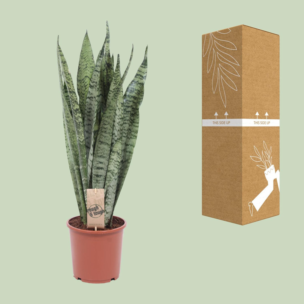 Sansevieria Zeylanica, kenmerkend blad