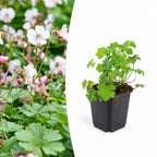 Geranium cant. 'Biokovo', kenmerkend blad