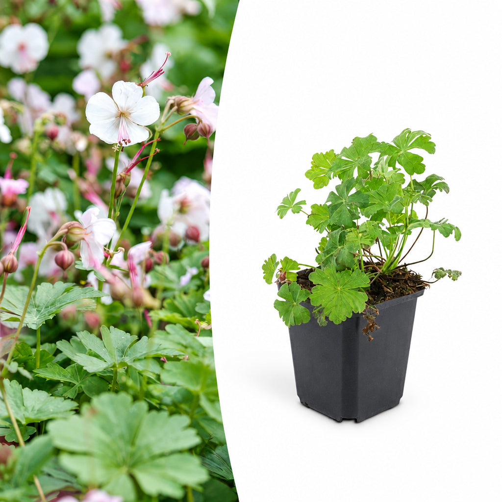 Geranium cant. 'Biokovo', kenmerkend blad