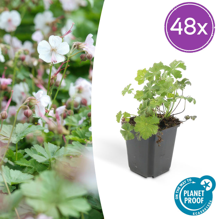 48x Geranium cant. &