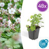 48x Geranium cant. 'Biokovo'