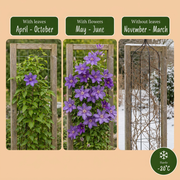 Clematis &