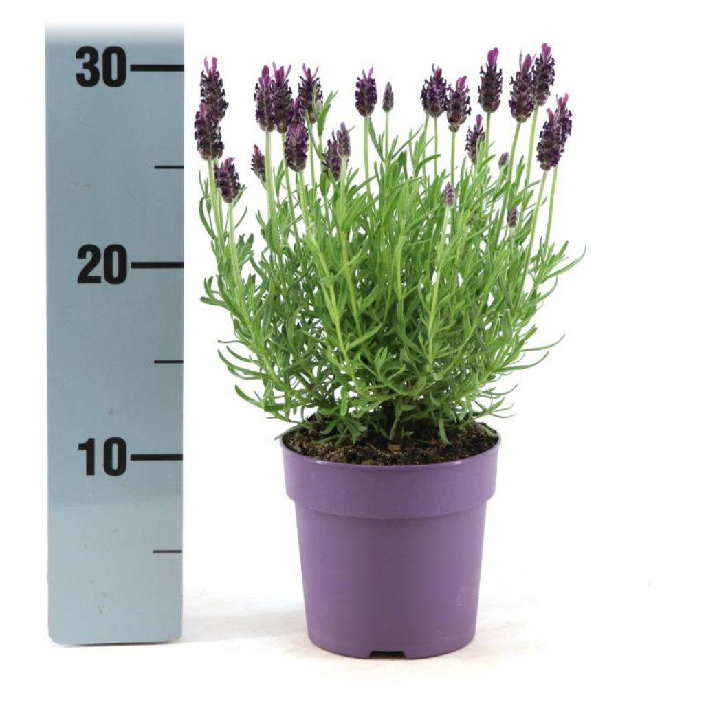 Productafbeelding van Pureplant