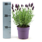 Productafbeelding van Pureplant