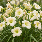 Daglelie Arctic Snow, met crème bloemen, groene bladeren
