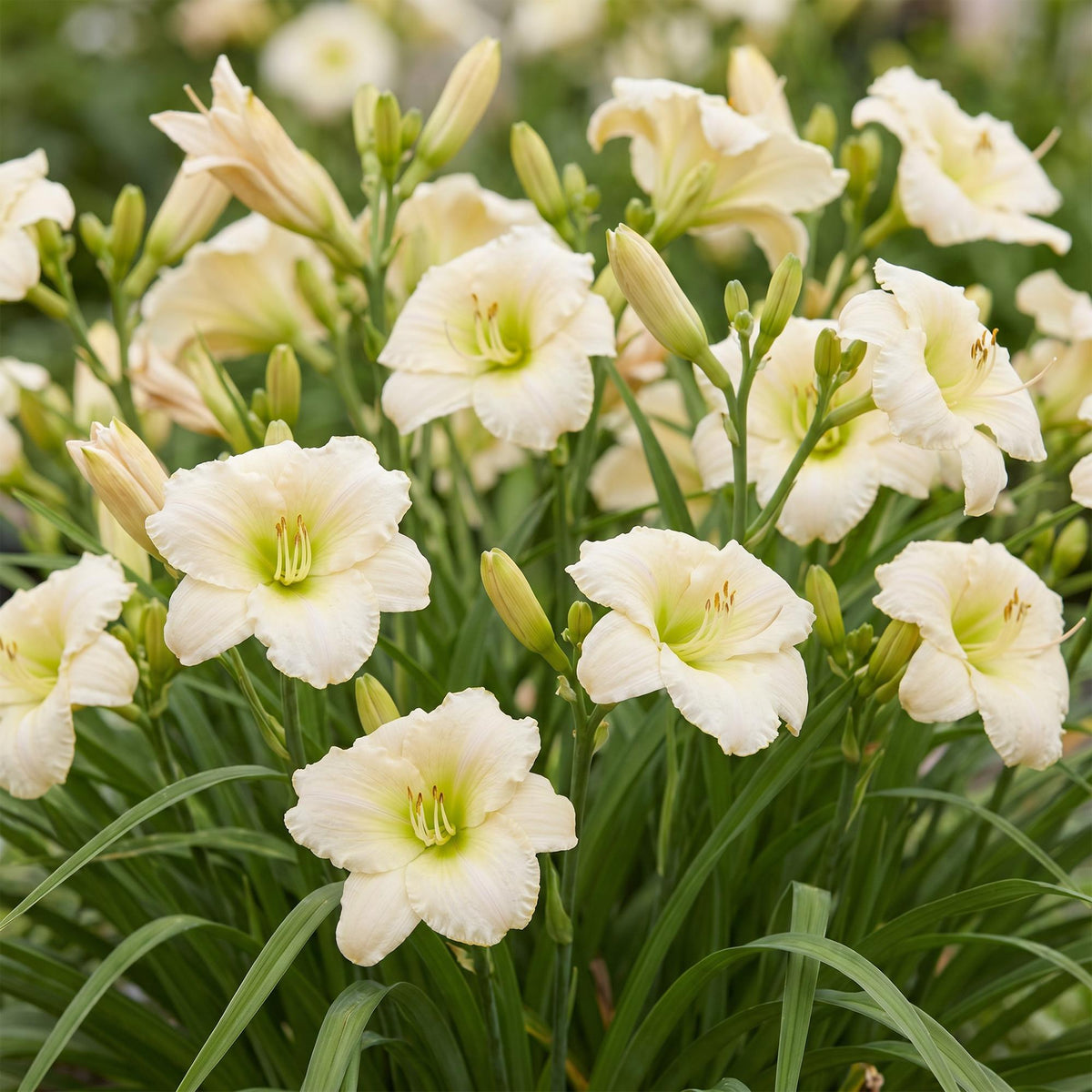 Daglelie Arctic Snow, met crème bloemen, groene bladeren
