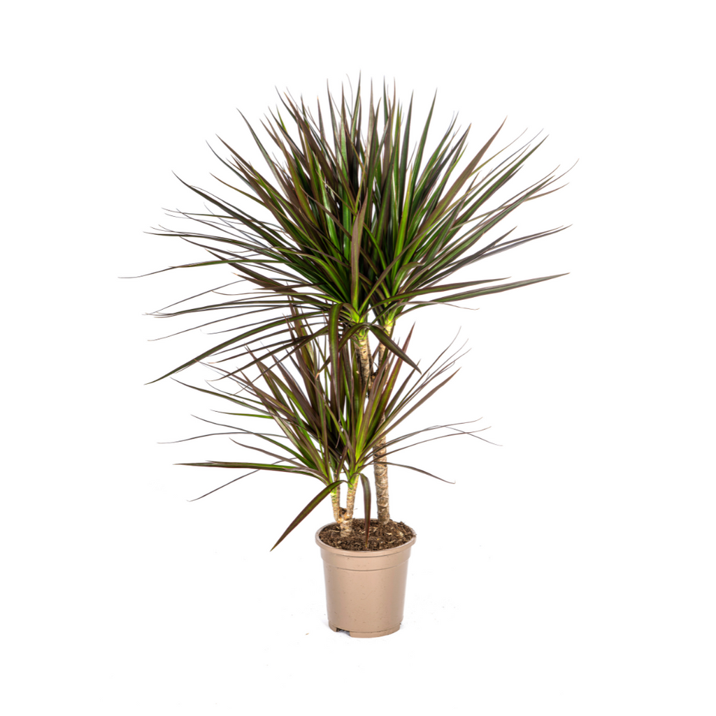 Dracaena Marginata Magenta, plant in pot