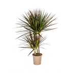 Dracaena Marginata Magenta, plant in pot