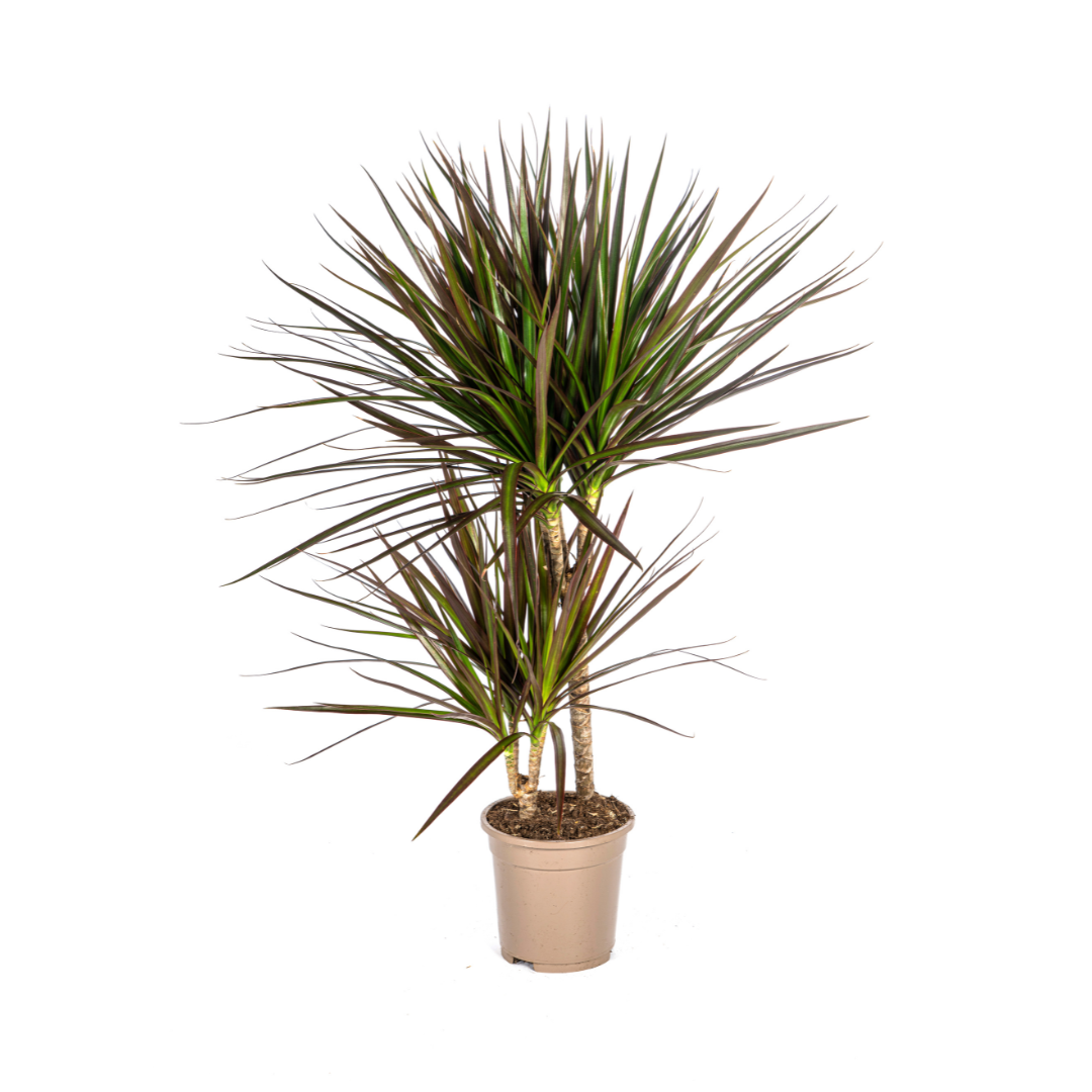 Dracaena Marginata Magenta, plant in pot
