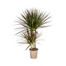 Dracaena Marginata Magenta