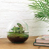 DIY Planten terrarium tweedelig bolglas - Dome - Met complete gereedschapsset