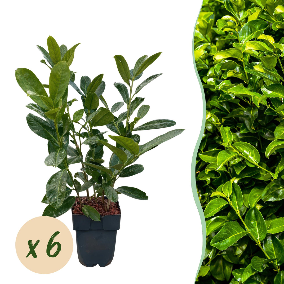 Prunus laurocerasus Rotundifolia, plant in pot