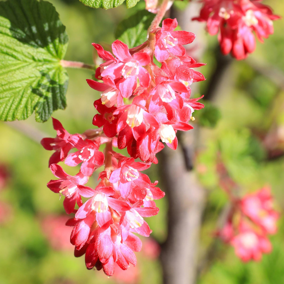 Ribes sanguineum Kind Edward, detail van het blad