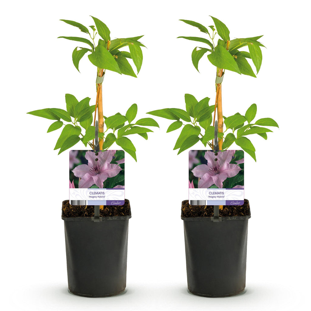 Clematis Hagley Hybrid, plant voor tuin en border