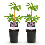 Clematis Hagley Hybrid, plant voor tuin en border