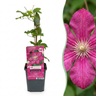 Clematis 'Ville de Lyon' - rode bosrank - set van 4 - Ø9 cm