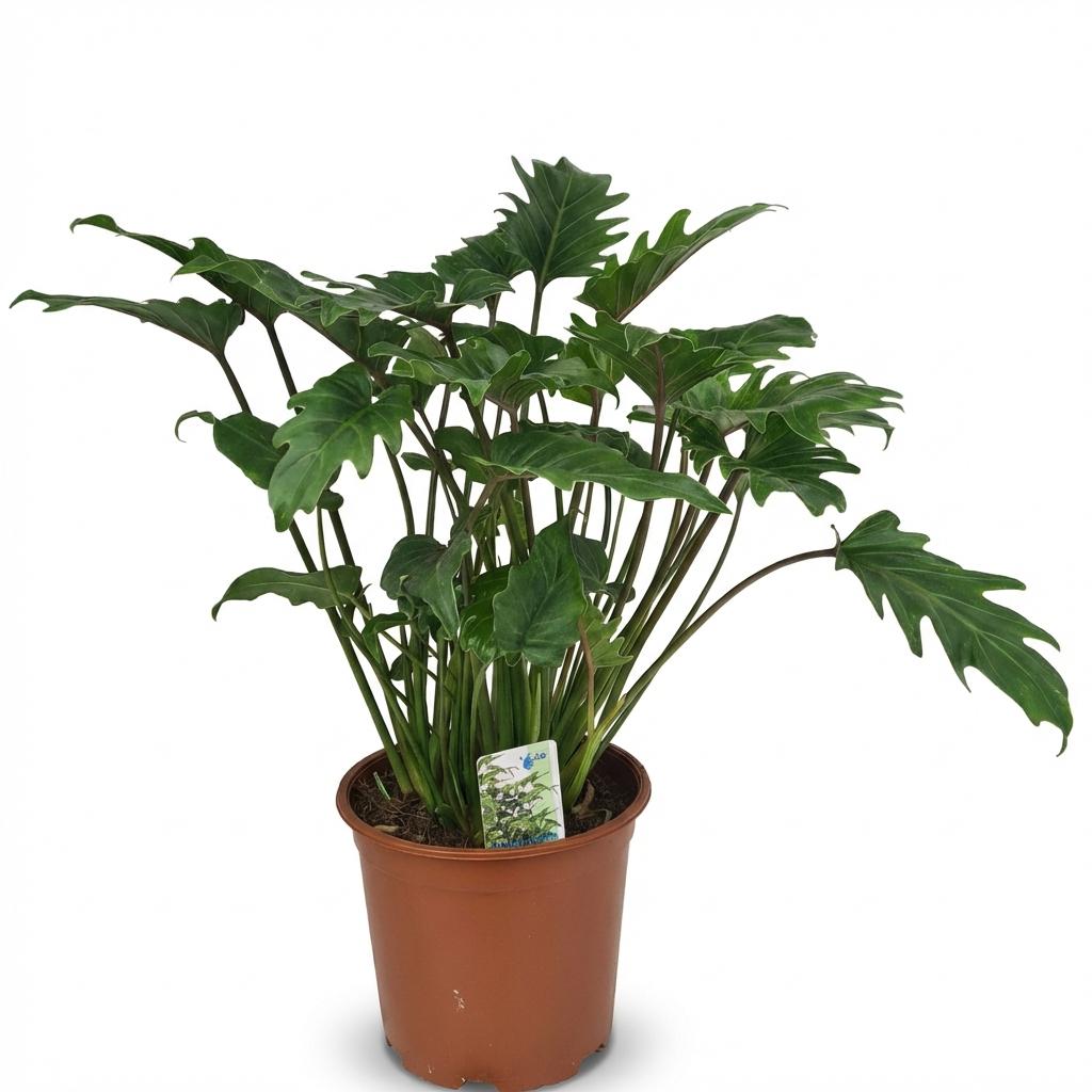 Philodendron Xanadu, detail van het blad
