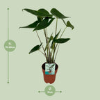 Alocasia Zebrina - Olifantsoor, detail van het blad