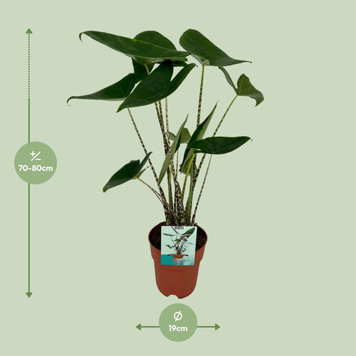 Alocasia Zebrina - Olifantsoor, detail van het blad