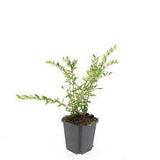 Lonicera pileata &