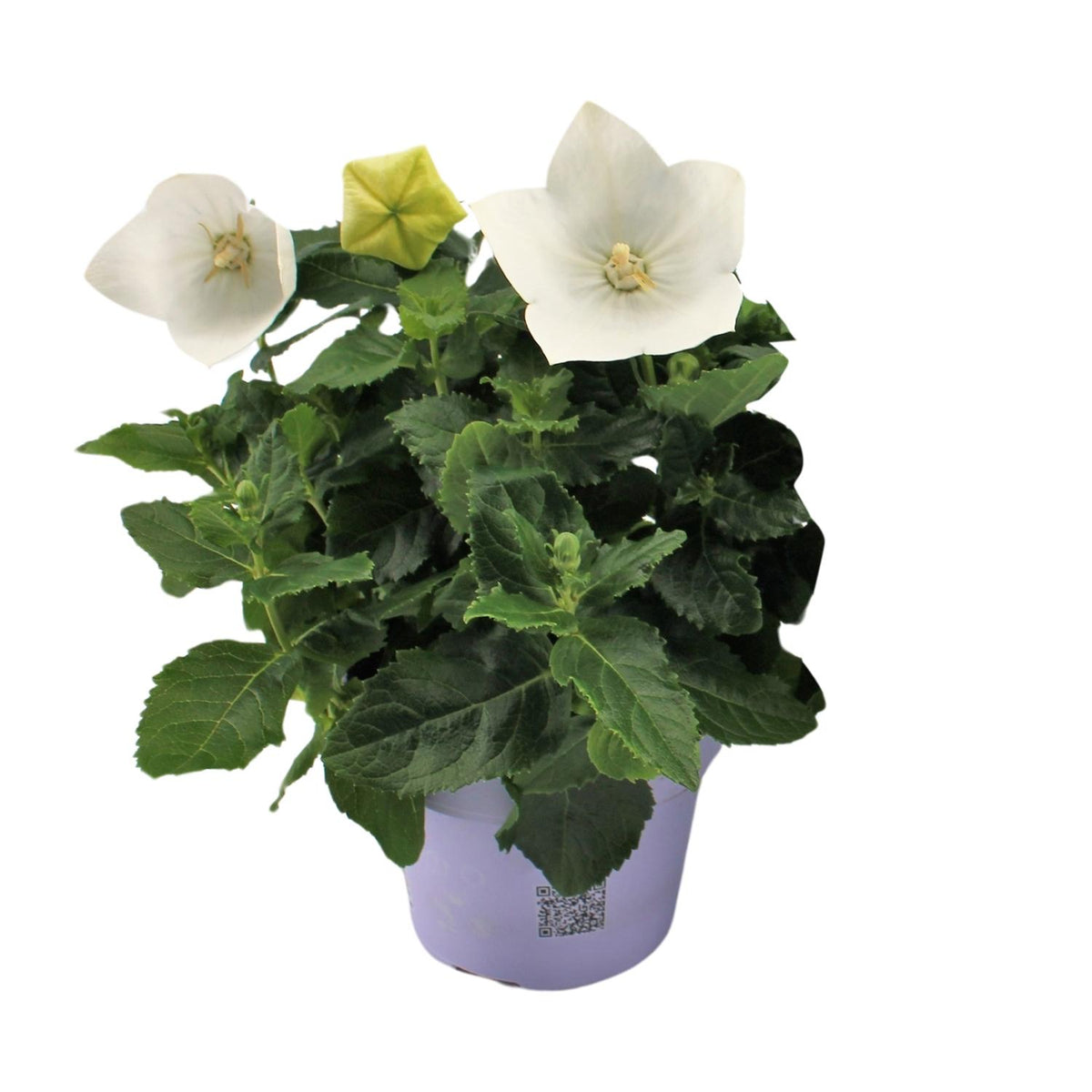 Productafbeelding van Pureplant