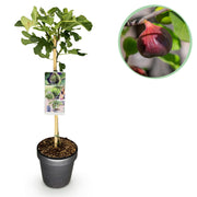 Ficus carica Brown Turkey