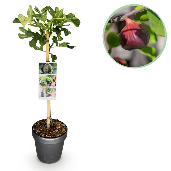 Ficus carica Brown Turkey