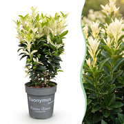 Kardinaalsmuts Paloma Blanca