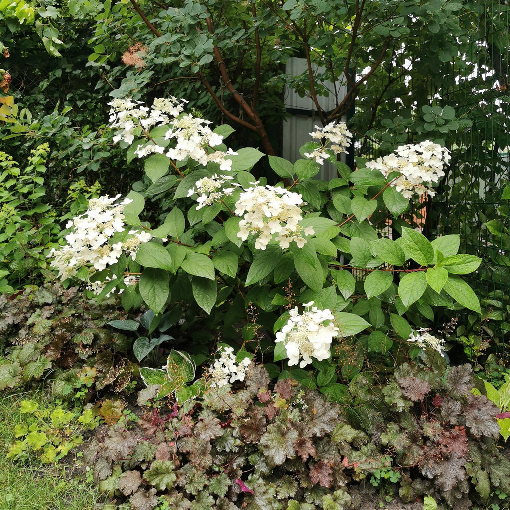 Hydrangea panniculata Wims Red, gezonde plant