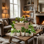 Kneusjesbox (12 stuks) incl. 12 witte potten, plant in pot