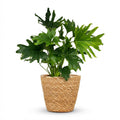 Philodendron Lickety Split met Mand, plant in pot