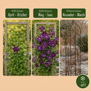 Clematis &