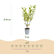 Bontbladige liguster Aureum