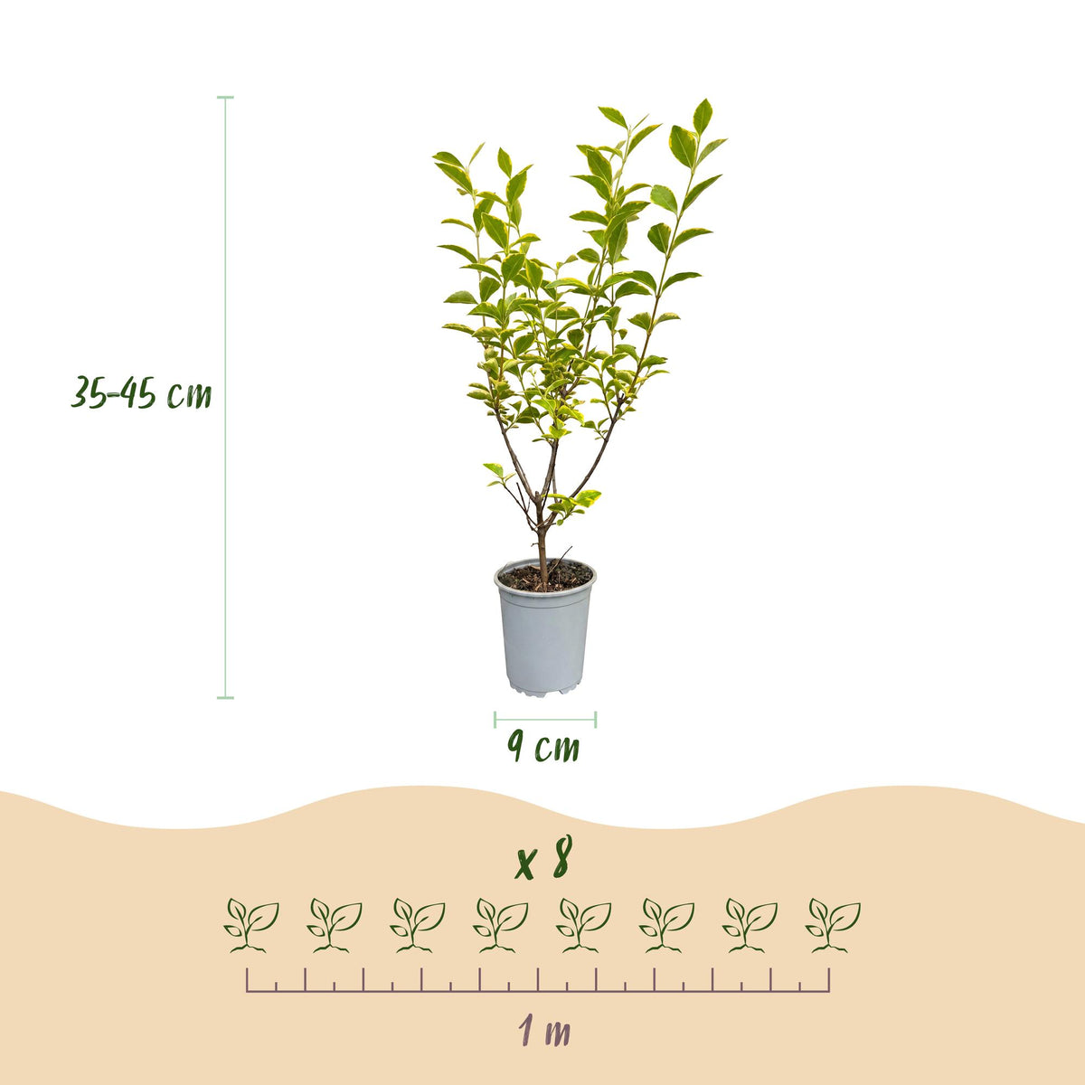Bontbladige liguster Aureum, groeiwijze van de plant