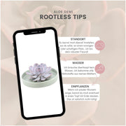 ROOTLESS Succulent Echeveria Lilacina in schaal &