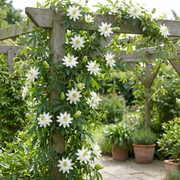 Passiflora caerulea &