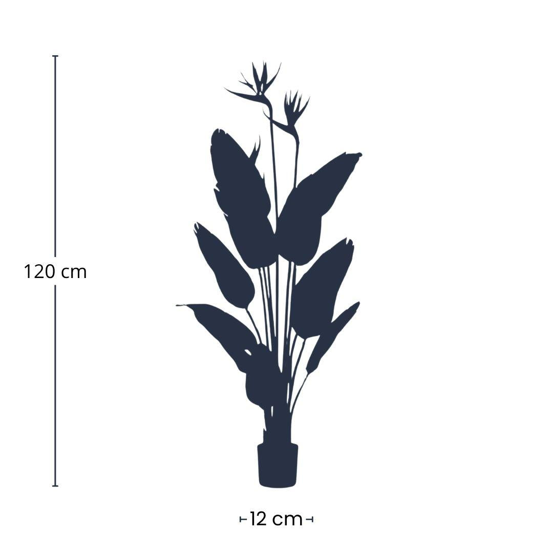 Strelitzia met bloemen, detail van het blad