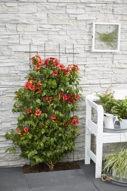Productfoto van 2x - Campsis Summer Jazz 'Fire Trumpet'