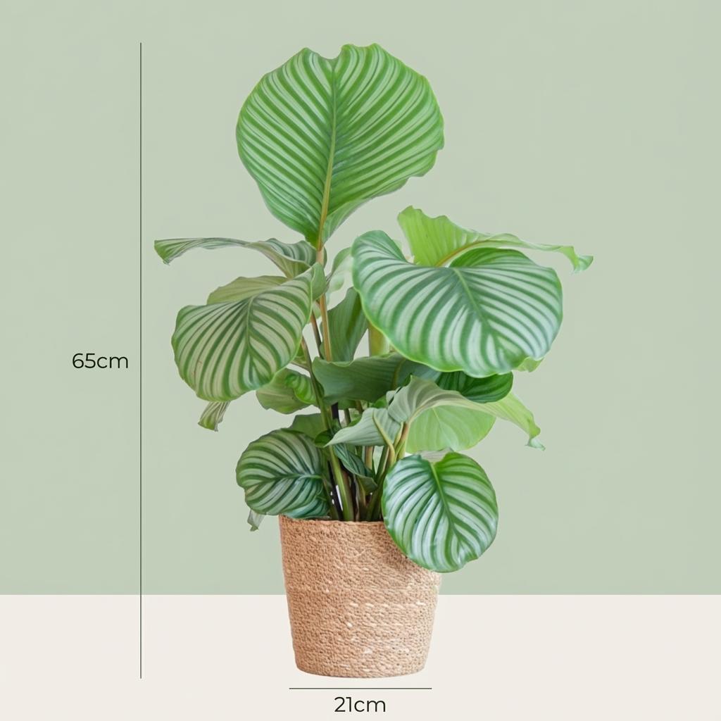 Calathea Orbifolia met Zeegras mand naturel, kenmerkend blad