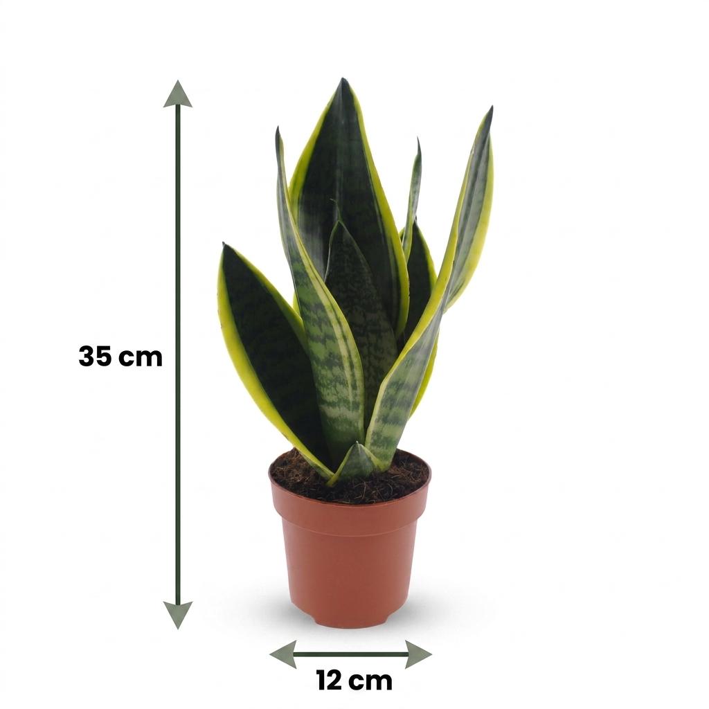 Vrouwentong Sansevieria 'Future Superb', mand, groeiwijze van de plant