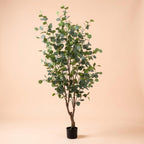 Eucalyptus boom, gezonde plant
