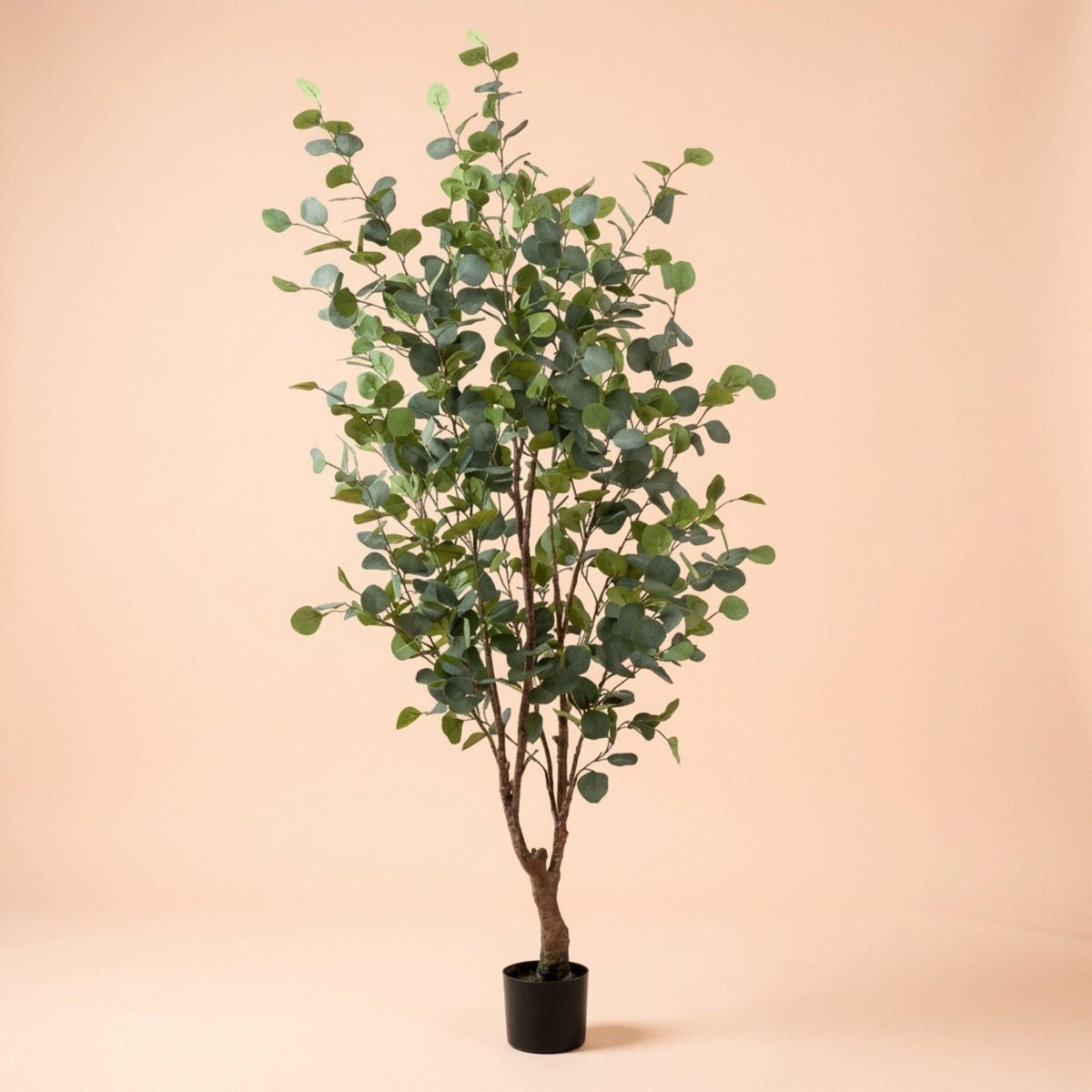 Eucalyptus boom, gezonde plant