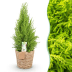 Cupressus Gold Crest Wilma, detail van het blad