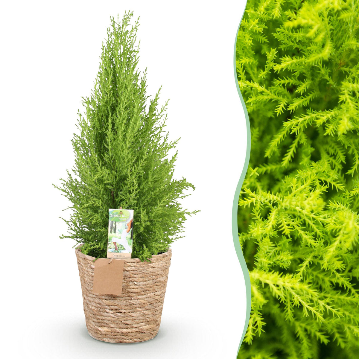 Cupressus Gold Crest Wilma, detail van het blad