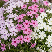 6x Vlambloem Tricolour, met paarse, roze en witte bloemen