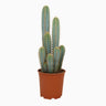 Pilosocereus azureus, blauwe zuilcactus, 21 cm