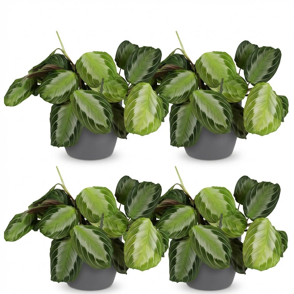 Maranta Fascinator Silverband met grijze pot, sterke plant