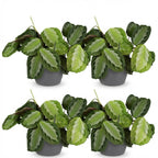 Maranta Fascinator Silverband met grijze pot, sterke plant