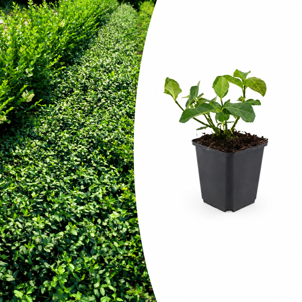 Euonymus fort. 'Dart's Blanket', plant in pot